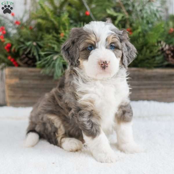 Dewey, Mini Bernedoodle Puppy